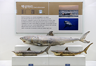 살아있는 화석을 정면에서 바라본 사진