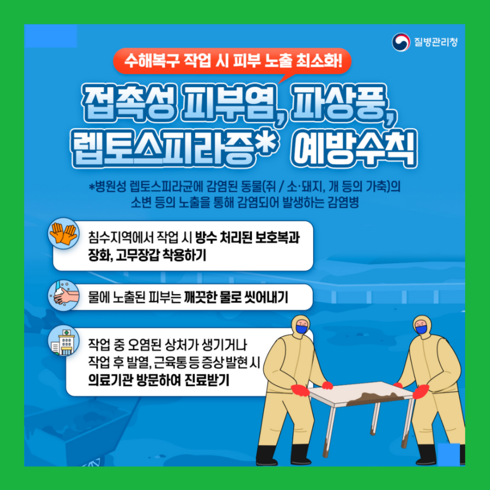 수해복구 작업 시 피부 노출 최소화! 접촉성 피부염, 파상풍, 렙토스피라증* 예방수칙 *병원성 렙토스피라균에 감염된 동물(쥐 / 소·돼지, 개 등의 가축)의 소변 등의 노출을 통해 감염되어 발생하는 감염병 침수지역에서 작업 시 방수 처리된 보호복과 장화, 고무장갑 착용하기 물에 노출된 피부는 깨끗한 물로 씻어내기 작업 중 오염된 상처가 생기거나 작업 후 발열, 근육통 등 증상발현 시 의료기관 방문하여 진료받기