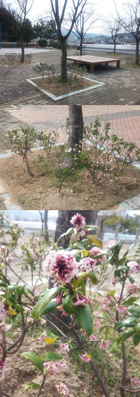 2015. 우리누리 천리향_1