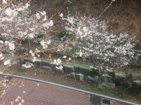 우리누리에 봄이 왔어요~ 게시물 미리보기 사진