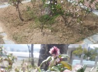 2015. 우리누리 천리향 게시물 미리보기 사진